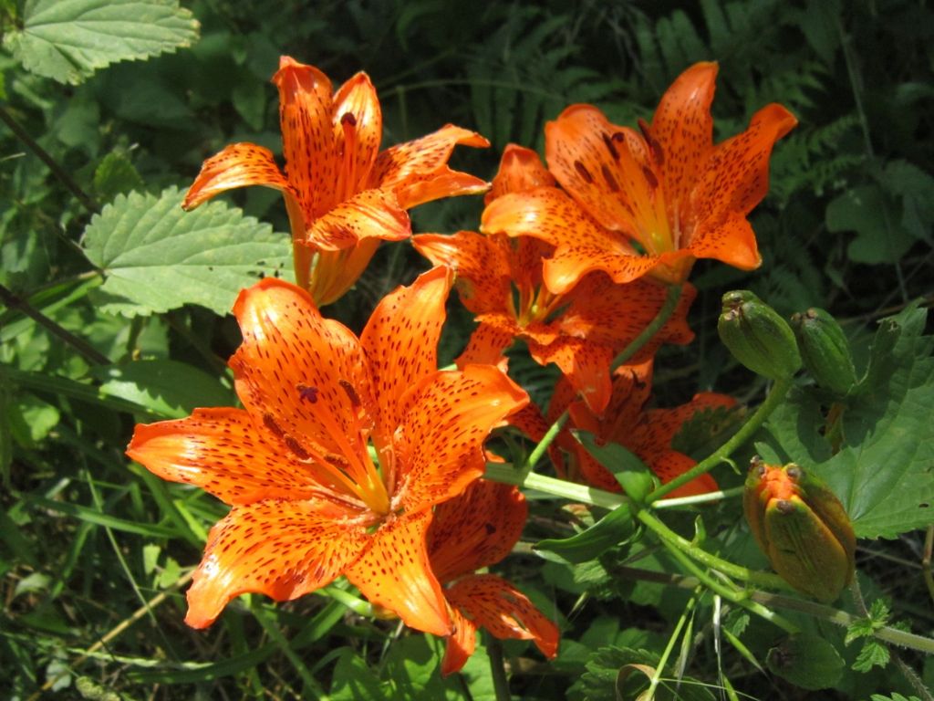 Lilium bulbiferum subsp croceum